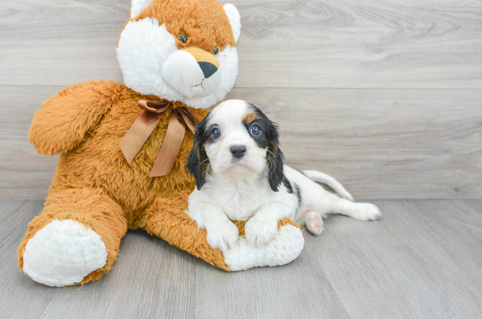 7 week old Cavalier King Charles Spaniel Puppy For Sale - Florida Fur Babies
