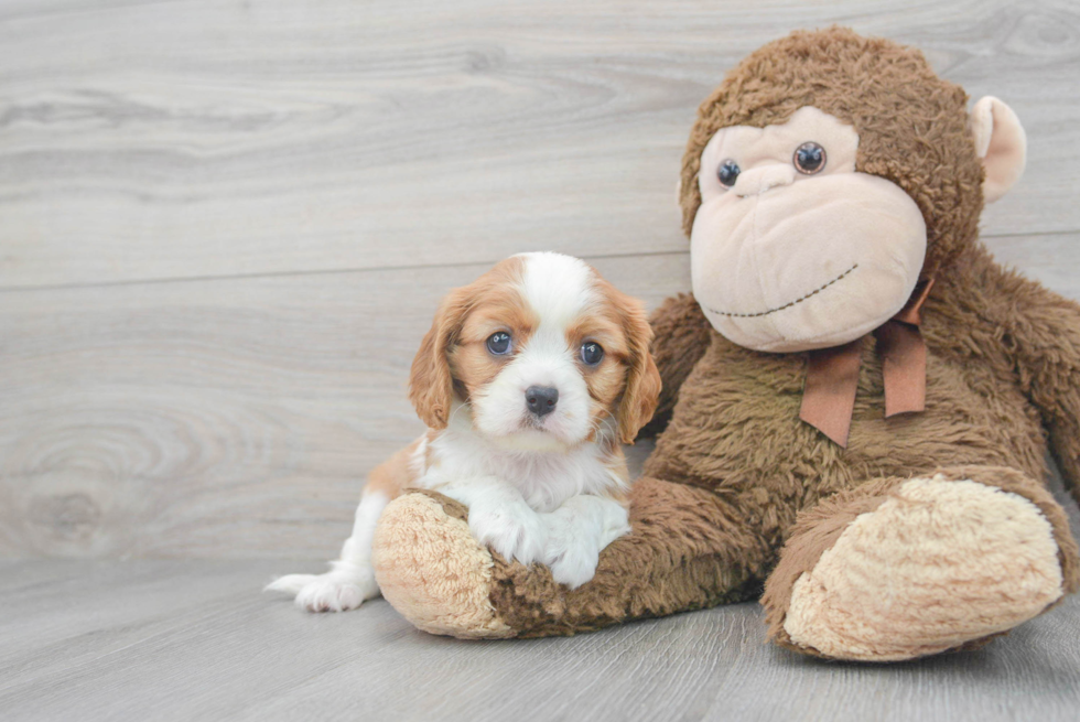Little Cavalier King Charles Spaniel Baby