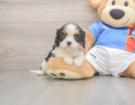 5 week old Cavalier King Charles Spaniel Puppy For Sale - Florida Fur Babies