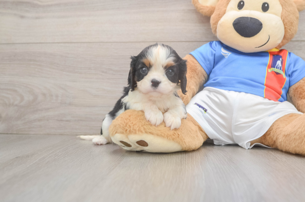 5 week old Cavalier King Charles Spaniel Puppy For Sale - Florida Fur Babies