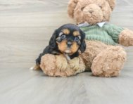 7 week old Cavalier King Charles Spaniel Puppy For Sale - Florida Fur Babies