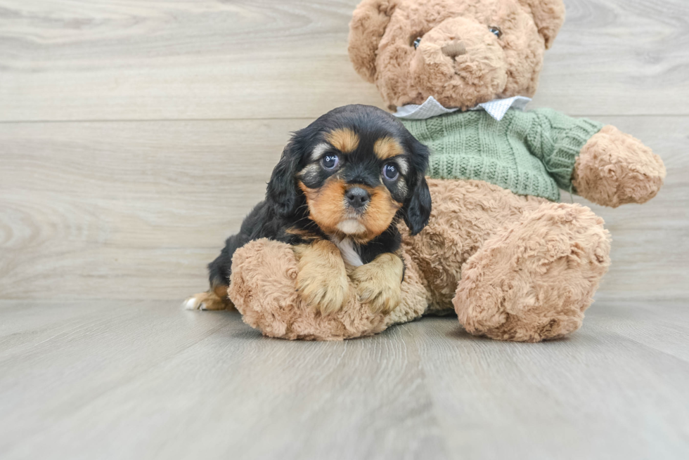 Cavalier King Charles Spaniel Pup Being Cute