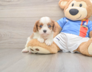 5 week old Cavalier King Charles Spaniel Puppy For Sale - Florida Fur Babies
