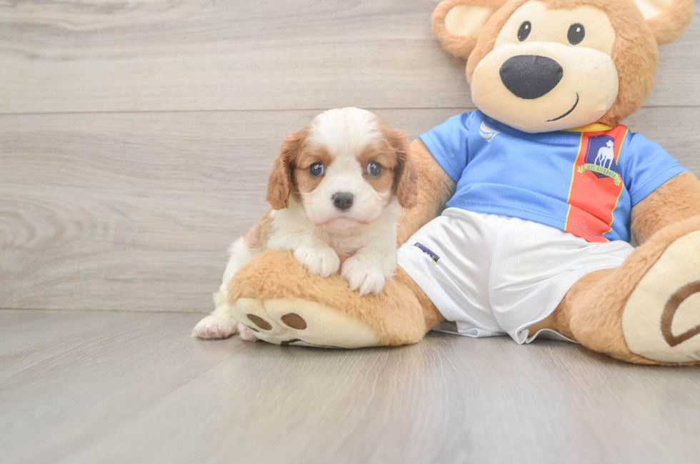 5 week old Cavalier King Charles Spaniel Puppy For Sale - Florida Fur Babies