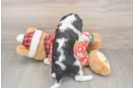 Cavalier King Charles Spaniel Puppy for Adoption