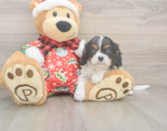 5 week old Cavalier King Charles Spaniel Puppy For Sale - Florida Fur Babies