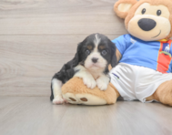 6 week old Cavalier King Charles Spaniel Puppy For Sale - Florida Fur Babies