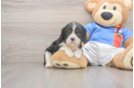 Hypoallergenic Cavalier King Charles Spaniel Purebred Pup