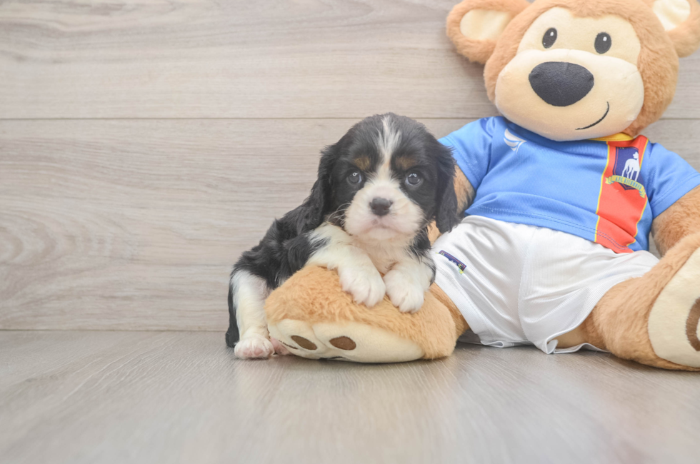 5 week old Cavalier King Charles Spaniel Puppy For Sale - Florida Fur Babies