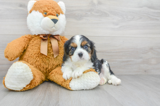 6 week old Cavalier King Charles Spaniel Puppy For Sale - Florida Fur Babies