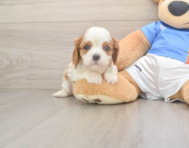 5 week old Cavalier King Charles Spaniel Puppy For Sale - Florida Fur Babies