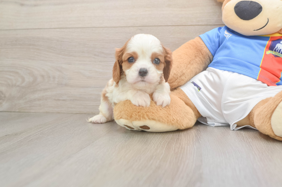 5 week old Cavalier King Charles Spaniel Puppy For Sale - Florida Fur Babies