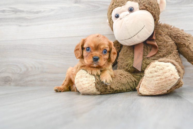 Cute Cavalier King Charles Spaniel Baby