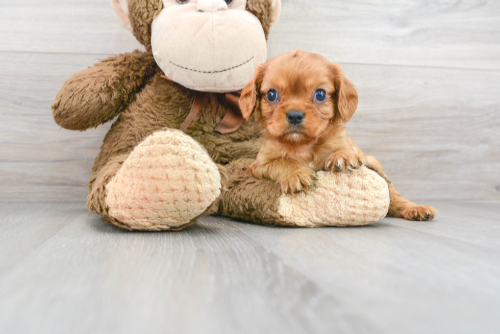 Cute Cavalier King Charles Spaniel Purebred Pup