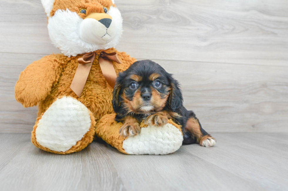 6 week old Cavalier King Charles Spaniel Puppy For Sale - Florida Fur Babies