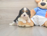 6 week old Cavalier King Charles Spaniel Puppy For Sale - Florida Fur Babies