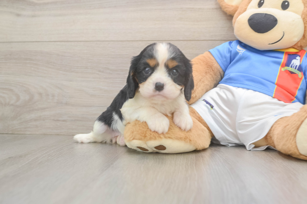 5 week old Cavalier King Charles Spaniel Puppy For Sale - Florida Fur Babies