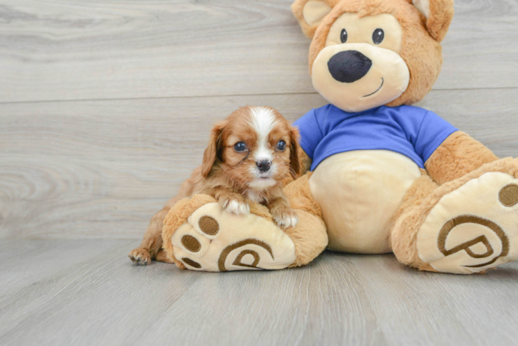 Cavalier King Charles Spaniel Pup Being Cute