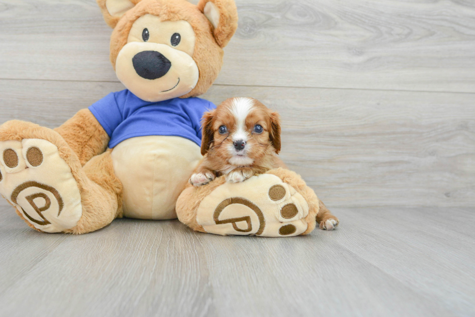 Cavalier King Charles Spaniel Puppy for Adoption