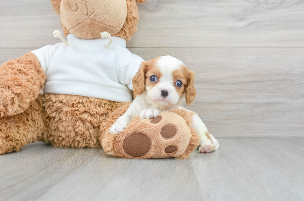 6 week old Cavalier King Charles Spaniel Puppy For Sale - Florida Fur Babies