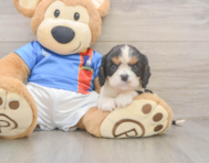 6 week old Cavalier King Charles Spaniel Puppy For Sale - Florida Fur Babies