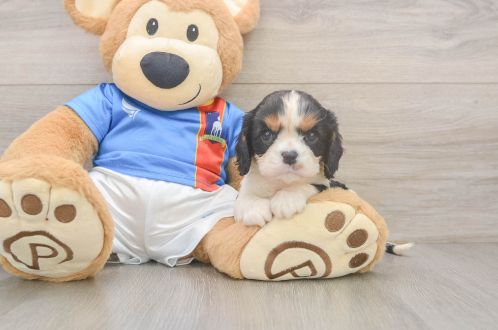 5 week old Cavalier King Charles Spaniel Puppy For Sale - Florida Fur Babies