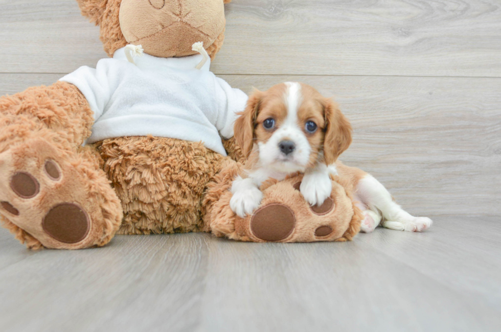 6 week old Cavalier King Charles Spaniel Puppy For Sale - Florida Fur Babies