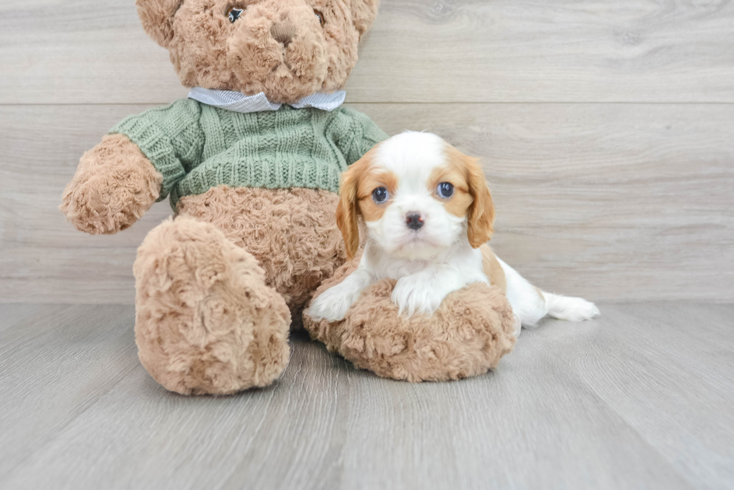 King charles on sale spaniel puppy