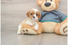 Energetic Cavalier Purebred Puppy