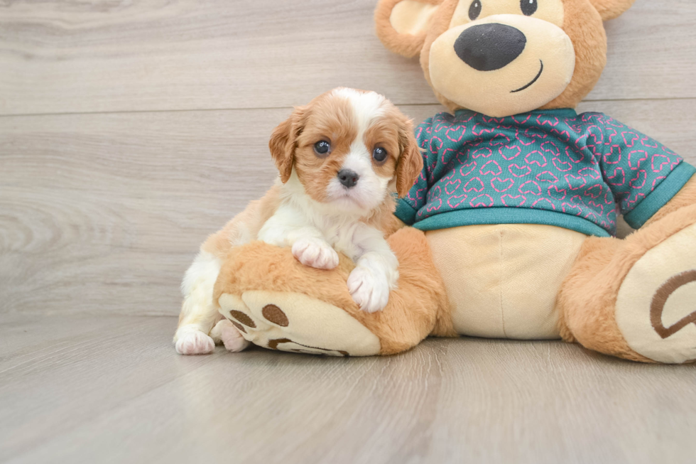 Energetic Cavalier Purebred Puppy