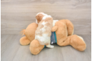 Cavalier King Charles Spaniel Pup Being Cute