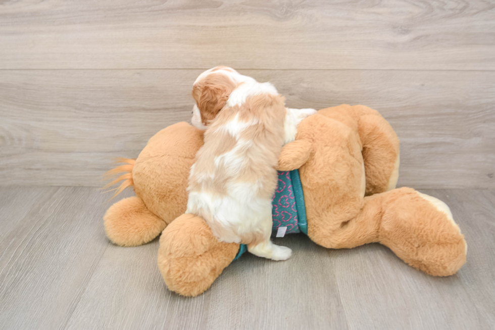 Cavalier King Charles Spaniel Pup Being Cute
