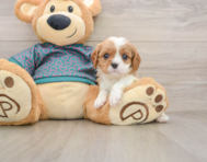 5 week old Cavalier King Charles Spaniel Puppy For Sale - Florida Fur Babies