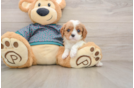 Hypoallergenic Cavalier King Charles Spaniel Purebred Pup