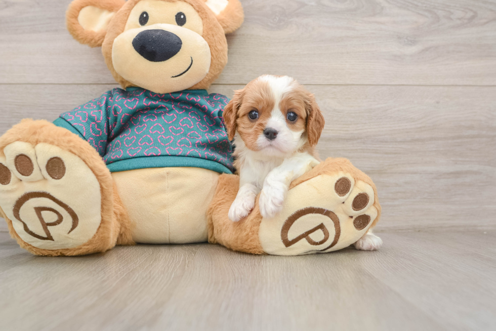 Hypoallergenic Cavalier King Charles Spaniel Purebred Pup
