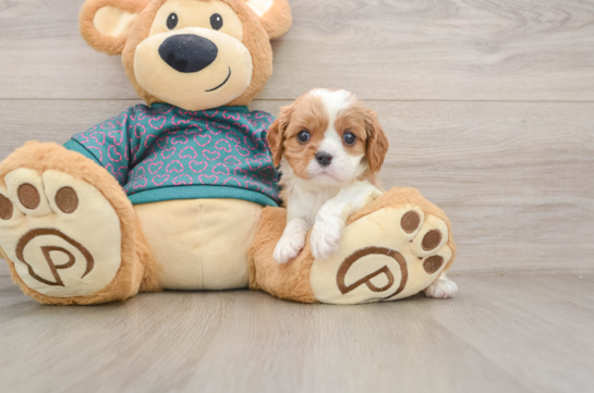 Hypoallergenic Cavalier King Charles Spaniel Purebred Pup