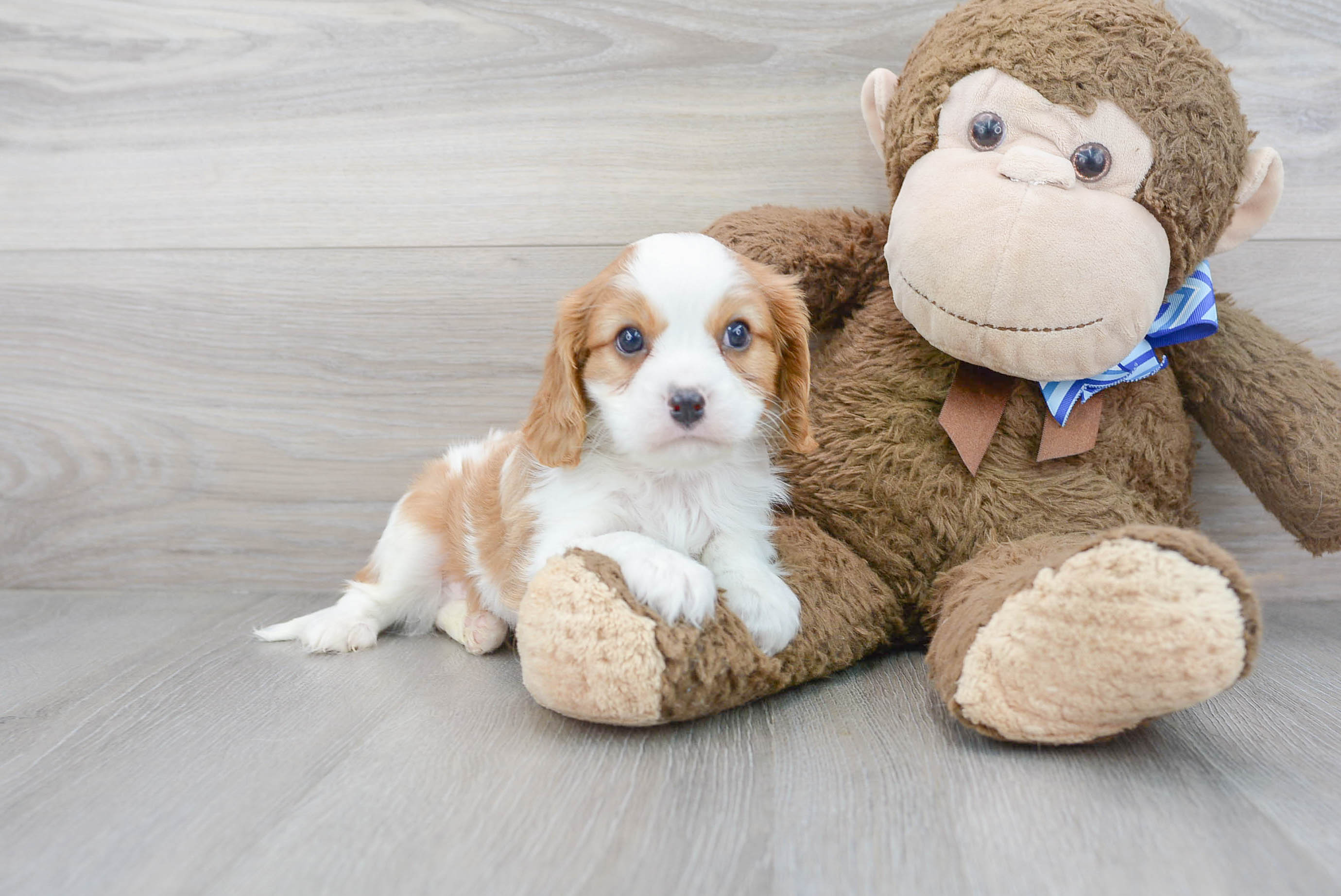 Cavalier King Charles Spaniel Puppy for Adoption