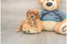 Cavalier King Charles Spaniel Pup Being Cute