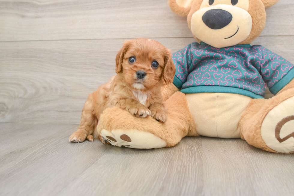 Cavalier King Charles Spaniel Pup Being Cute