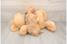 Cavalier King Charles Spaniel Puppy for Adoption