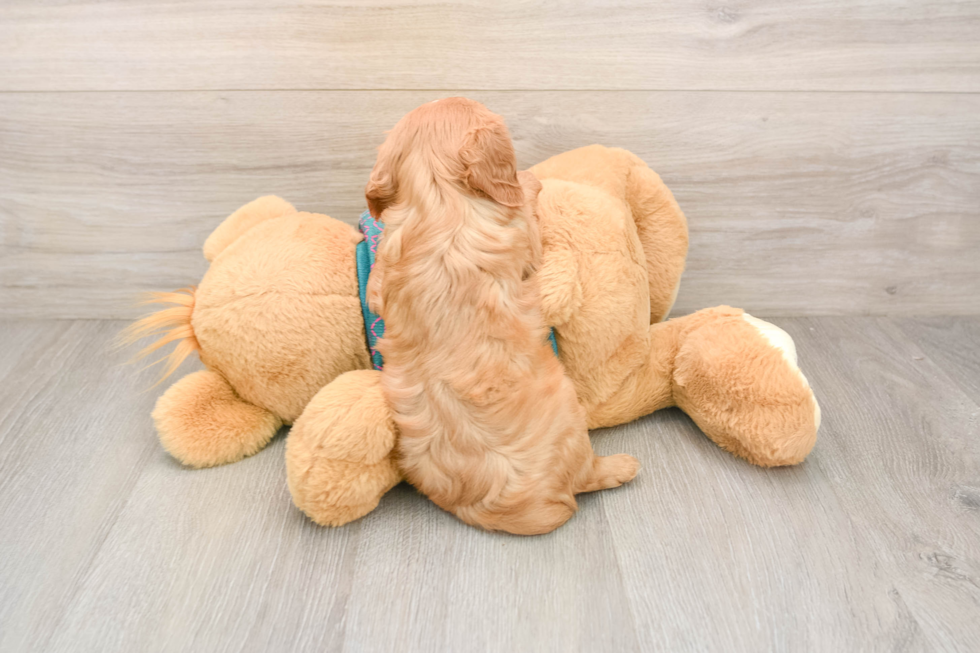 Cavalier King Charles Spaniel Puppy for Adoption