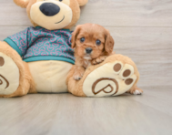 5 week old Cavalier King Charles Spaniel Puppy For Sale - Florida Fur Babies