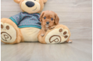Akc Registered Cavalier King Charles Spaniel Baby