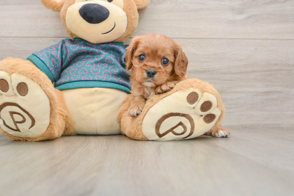 Akc Registered Cavalier King Charles Spaniel Baby