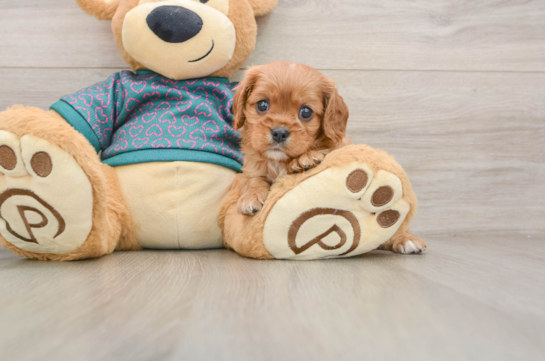 Akc Registered Cavalier King Charles Spaniel Baby