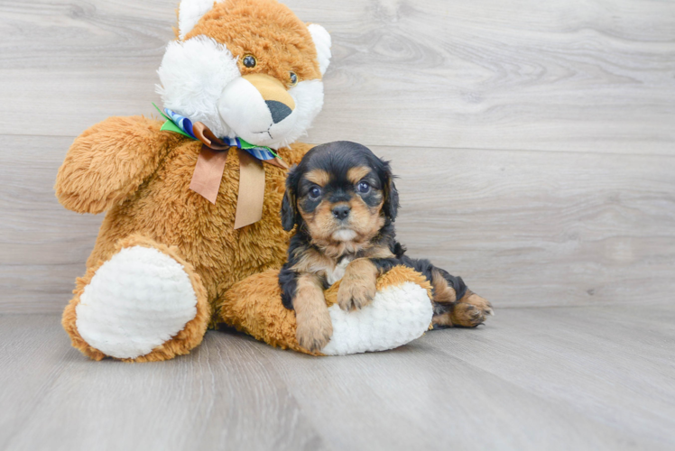 Meet Quill - our Cavalier King Charles Spaniel Puppy Photo 2/3 - Florida Fur Babies