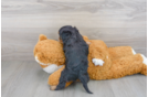 Meet Quill - our Cavalier King Charles Spaniel Puppy Photo 3/3 - Florida Fur Babies