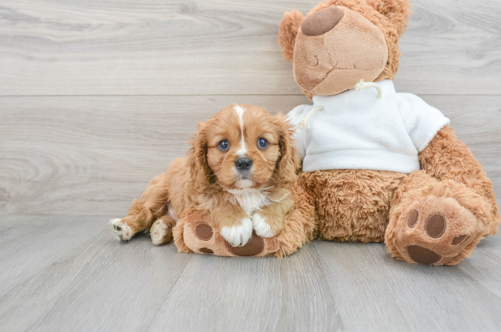7 week old Cavalier King Charles Spaniel Puppy For Sale - Florida Fur Babies