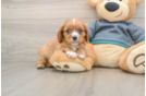 Cavalier King Charles Spaniel Puppy for Adoption