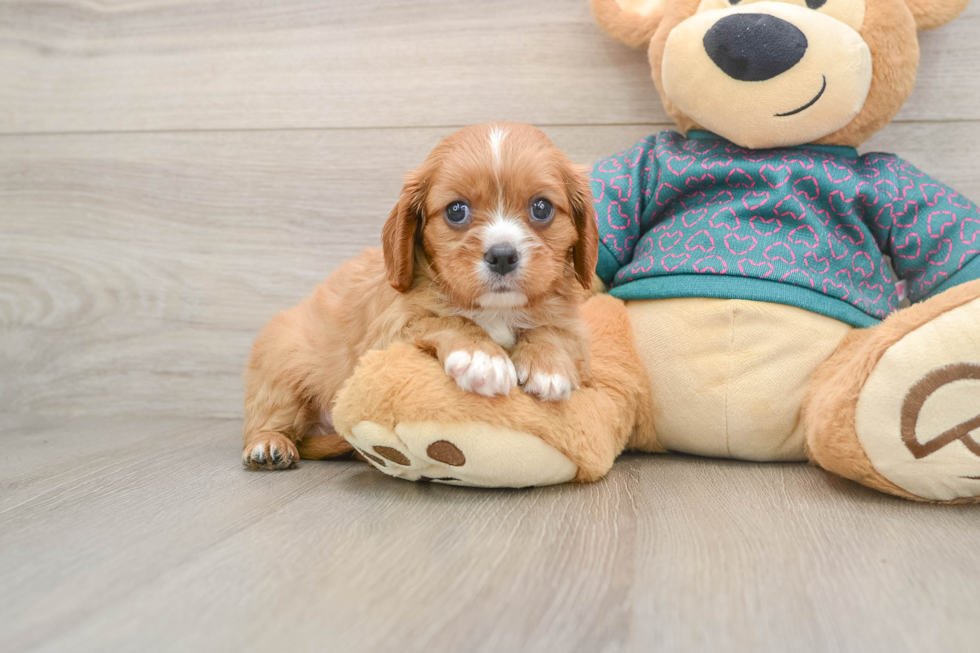Cavalier King Charles Spaniel Puppy for Adoption